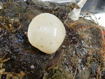 Media type: image;   Invertebrate Zoology 139304